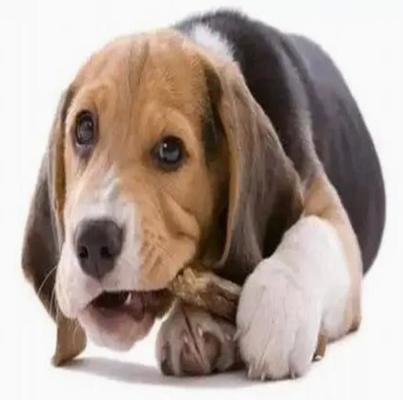 100KW η Pet μασά τη γραμμή παραγωγής για την υγεία δοντιών των σκυλιών